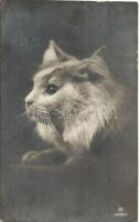 3 db RÉGI macska motívumlap / 3 pre-1945 cat motive postcards