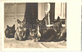 3 db RÉGI macska motívumlap / 3 pre-1945 cat motive postcards