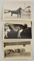 cca 1930 Háztáji állatok: tehenek, ló, 3 db fotó, 10×16 cm