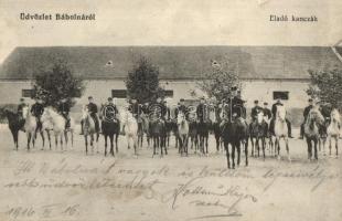 1916 Bábolna, Eladó kancák, méntelep. Kiadja Fischer Gyula (fa)