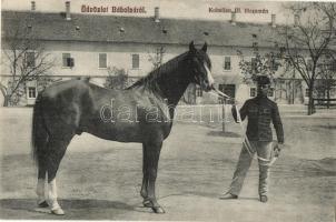 Bábolna, M. kir. állami ménes, méntelep, Koheilan III. törzsmén. Kiadja Fischer Gyula