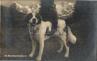 St. Bernhardinerhund / St. Bernard dog