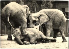 28 db főleg MODERN állatos motívumlap / 28 mostly modern animal themed motive postcards