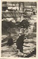 28 db főleg MODERN állatos motívumlap / 28 mostly modern animal themed motive postcards