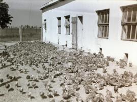 cca 1960 Kecskemét és városkörnyéki felvételek, 21 db szabadon felhasználható vintage negatív, 6x6 c...