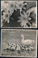 cca 1938 Dulovits Jenő (1903-1972) budapesti fotóművész hagyatékából 2 db pecséttel jelzett vintage fotó, 12x9 cm