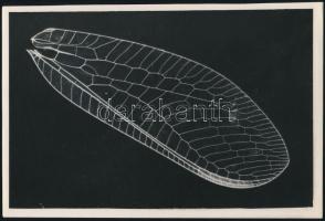 cca 1935 Kinszki Imre (1901-1945): Fátyolka, feliratozott, pecséttel jelzett, vintage fotó, 17,5x12 cm