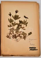 Régi növénygyűjtő album, beragasztott növényekkel, oldalanként feliratozva