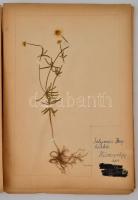 Régi növénygyűjtő album, beragasztott növényekkel, oldalanként feliratozva
