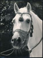 Vegyes fotó tétel, 7 db, 9x14 cm és 21x27 cm