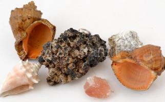 3 db tengeri csiga + 3 db érdekes kőzet
