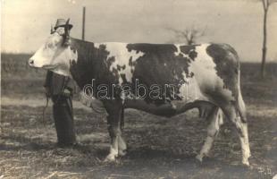 1927 Bonyhád, Nagydíjas tehén. photo