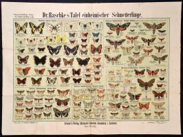 cca 1900 Pillangók nagyméretű litografált tábla / Butterflies large litho table 76x54 cm