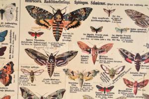 cca 1900 Pillangók nagyméretű litografált tábla / Butterflies large litho table 76x54 cm