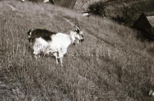 cca 1930 30 db városképes Leicával készített fotónegatív negatív tartóban