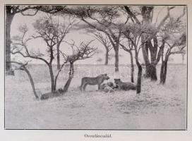 Robert Dick Douglas Jr. -Dave R. Martin Jr.-Douglas L. Oliver: Három cserkész Afrikában. Bp., é.n., ...