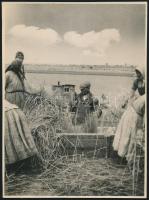cca 1940-1950 Nádaratás a Fertőn, fotó, hátulján feliratozva, 23,5×17,5 cm