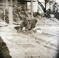 cca 1940 Privát negatívok ismeretlen szerzőtől, 99 db vintage negatív, 6x6 cm