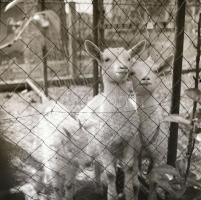 cca 1940 Privát negatívok ismeretlen szerzőtől, 99 db vintage negatív, 6x6 cm