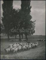 cca 1938 Osoha László (1899-1970) budapesti fotóművész hagyatékából 2 db vintage fotóművészeti alkot...