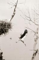 cca 1978 Kecskemét, várostörténeti szempontból érdekes felvételek, 95 db vintage negatív, tároló tas...