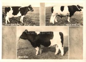 5 db MODERN használatlan motívumlap szarvasmarhákkal / 5 modern unused motive postcards with cattle