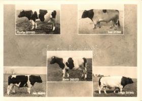 5 db MODERN használatlan motívumlap szarvasmarhákkal / 5 modern unused motive postcards with cattle
