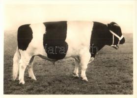 5 db MODERN használatlan motívumlap szarvasmarhákkal / 5 modern unused motive postcards with cattle