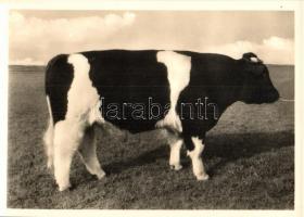 5 db MODERN használatlan motívumlap szarvasmarhákkal / 5 modern unused motive postcards with cattle