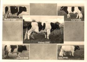 5 db MODERN használatlan motívumlap szarvasmarhákkal / 5 modern unused motive postcards with cattle