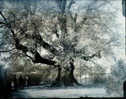 1917 Tata, gr. Esterházy kastélyról és parkjáról készült felvétlek, Kerny István (1879-1963) budapes...