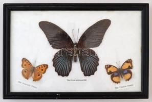 3 db pillangópreparátum, üvegezett keretben, 15×23 cm