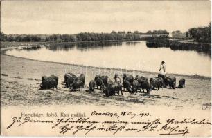 1903 Hortobágy, folyó a sertés kan nyájjal (EK)