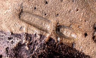 Ezüst (Ag.)  rák figura, jelzett, h:8,5 cm, m:5 cm, nettó:43,8 g