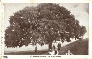 Romhány, II. Rákóczi Ferenc fája (EB)