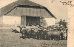 1905 Hortobágy, Juh ól a Hortobágyon, racka juhok, folklór. R. Mosinger 3377.