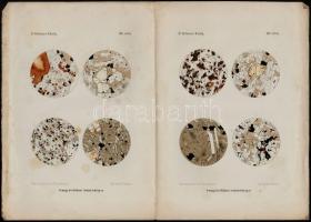 cca 1870-1890 Vegyes illusztráció tétel, 5 db: közte 3 db a M. Kir. Földtani Intézet évkönyvéből származó illusztrációk, valamint 2 db botanikai illusztráció, litográfiák, foltosak.