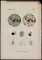 cca 1870-1890 Vegyes illusztráció tétel, 5 db: közte 3 db a M. Kir. Földtani Intézet évkönyvéből szá...