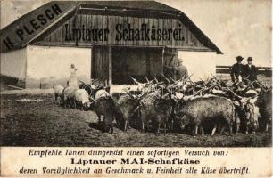 Liptói juhsajt reklámlapja. Plesch Henrik papírkereskedő reklámlapja / Liptauer MAI-Schafkäserei / Liptov bryndza (sheep cheese) from Liptovsky Mikulas, advertisement (fl)