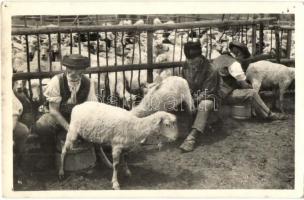 Tátra, Magas Tátra, Vysoké Tatry;  Na salasi / férfiak juhok fejése közben, népviselet, folklór / men milking the sheep, traditional costumes, folklore (apró lyukak / tiny holes)