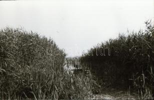 Balatonmáriafürdő, Tihany, Balatonfüred feliratú tasakokban, 1962 és 1974 között készült 150 db vint...