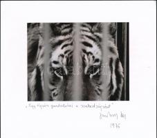 1976 Jankovszky György(1946-): Egy tigris gondolatai a szabadságról, feliratozva, aláírt, pecséttel jelzett, kartonra kasírozva, 12×15 cm