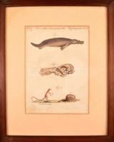 Jacob Xaver Schmuzer (1713-1775): Quadrupedes. Színezett rézmetszet, papír, jelzett a dúcon, paszpar...