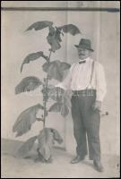1914 Az amerikai Henry Clay szivargyár artemisai (Kuba) dohányültetvényének felügyelője egy dohánynövénnyel, hátoldalon feliratozott fotó, 12,5×8,5 cm