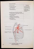 dr. Milthényi Mária: A sportmozgások anatómiai alapjai. Bp., 1980. Sport. egészvászon kötésben