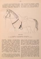 László Gyula: A koroncói lelet és a honfoglaló magyarok nyerge. Bp. 1941. (Minerva ny.) 106 l. 1 szt...