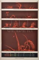 Edmund Weiss: Bilder-Atlas der Sternenwelt: Eine Astronomie fur Jedermann (41 Fein Lithographierte T...