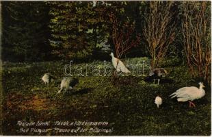 1910 Pöstyén, Piestany, Pistyan; Pávák a fürdőszigeten / peacocks in the spa island
