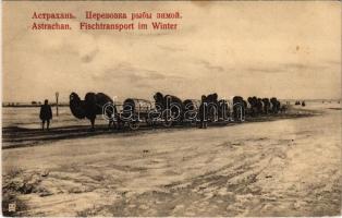 Astrakhan, Astrachan; Fischtransport im Winter / transporting of fish with camels in winter