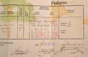 1931 Származási levél, pdigree egy regölyi lóról